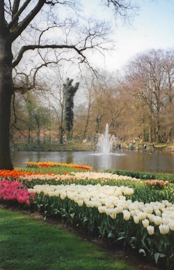Flowers at Keukenhof, Netherlands